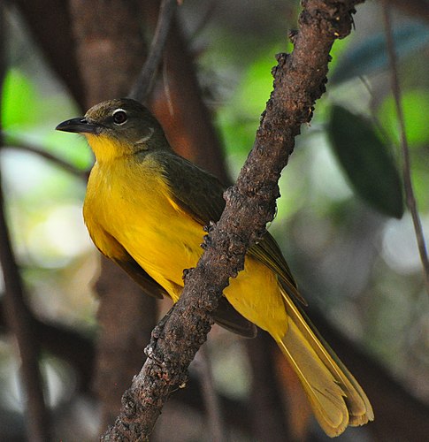 Yellow-bellied greenbul