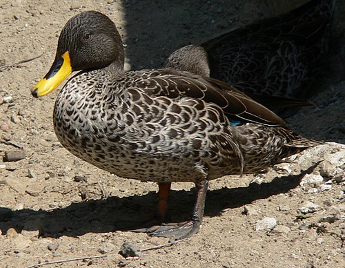 Yellow-billed duck