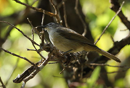 Yellow-streaked greenbul