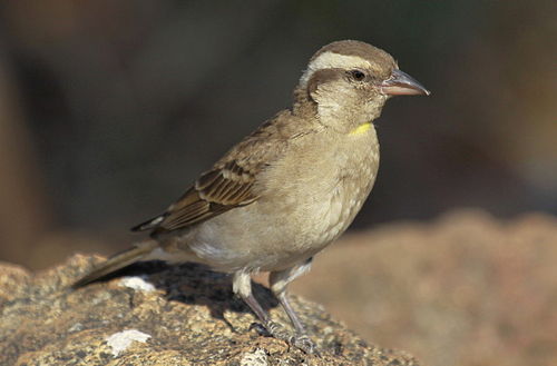 Yellow-throated bush sparrow