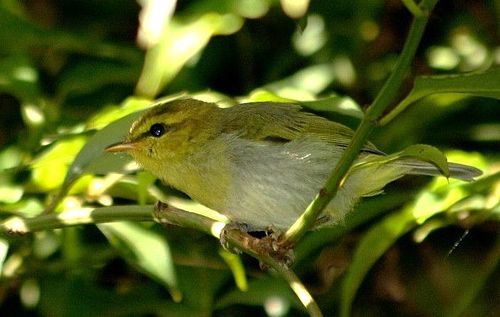 Yellow-throated woodland warbler