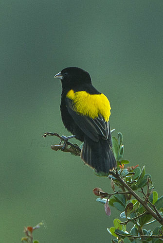 Yellow bishop