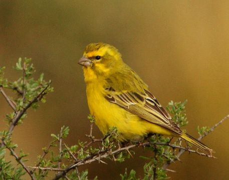 Yellow canary